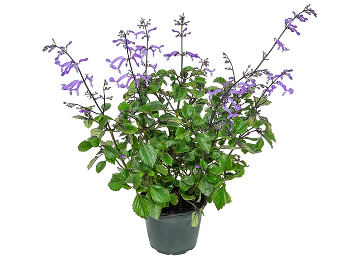 <h4>PLECTRANTHUS P14</h4>