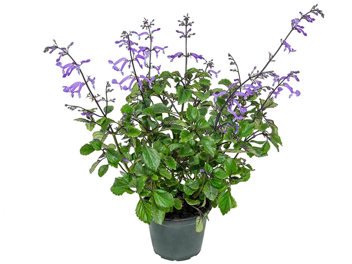 PLECTRANTHUS P14