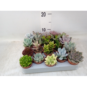 Succulents   ...