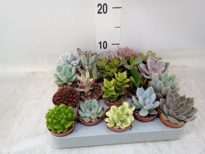 <h4>Succulents   ...</h4>