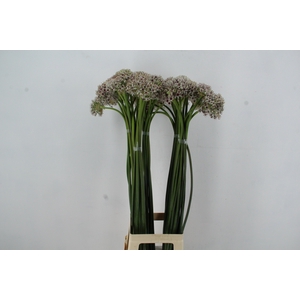 ALLIUM SILVERSPRING