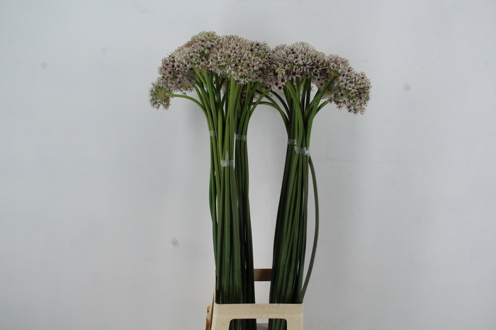 <h4>ALLIUM SILVERSPRING</h4>