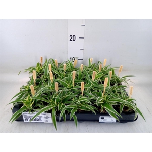 Chlorophytum com. 'Ocean'