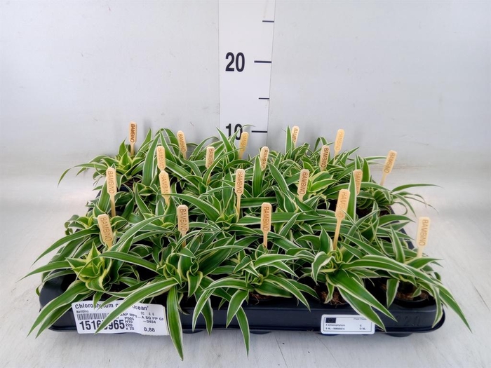 <h4>Chlorophytum com. 'Ocean'</h4>