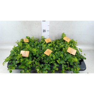 Peperomia rotundifolia