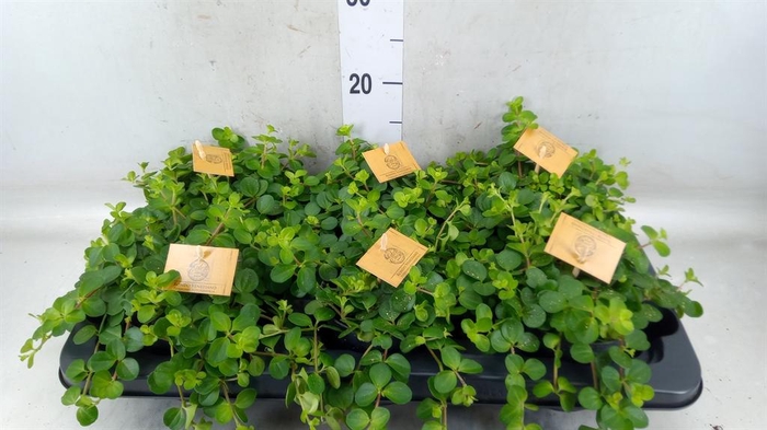 <h4>Peperomia rotundifolia</h4>