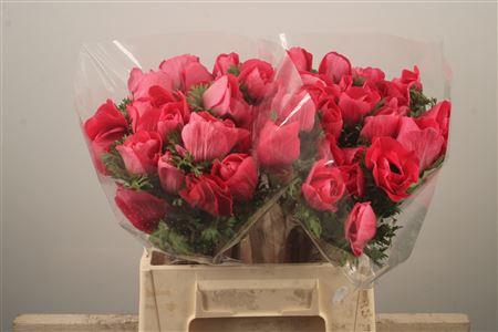 Anem Mistral Shocking Super