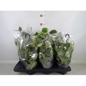 Scindapsus pictus 'Silvery Ann'