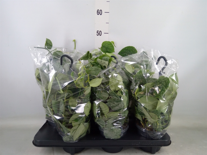 <h4>Scindapsus pictus 'Silvery Ann'</h4>
