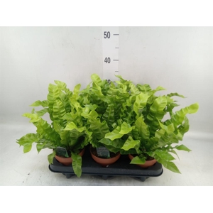 Asplenium nidus 'Crispy Wave'