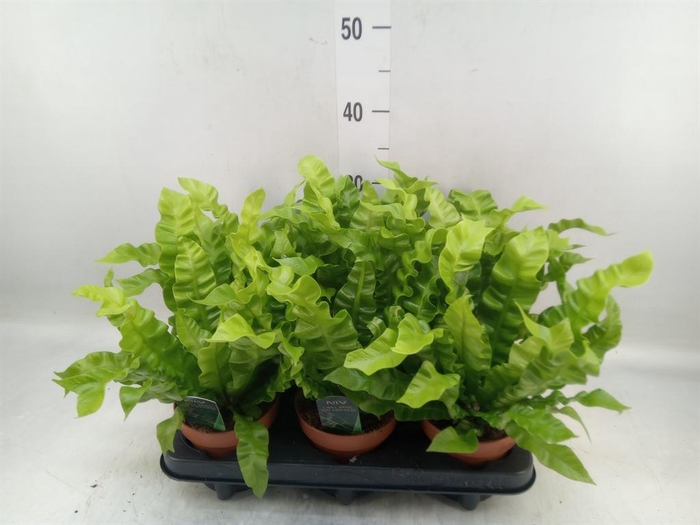 <h4>Asplenium nidus 'Crispy Wave'</h4>