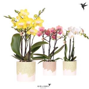 Kolibri Orchids Phalaenopsis mix 3 spike in Bloom pot sand mix