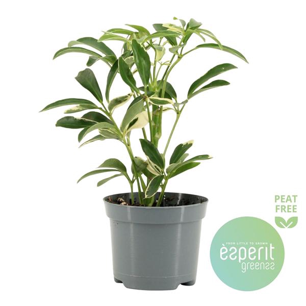 <h4>Schefflera Moondrop</h4>