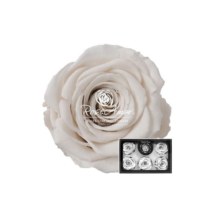<h4>Xl Whi04</h4>