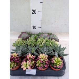 Succulents   ...