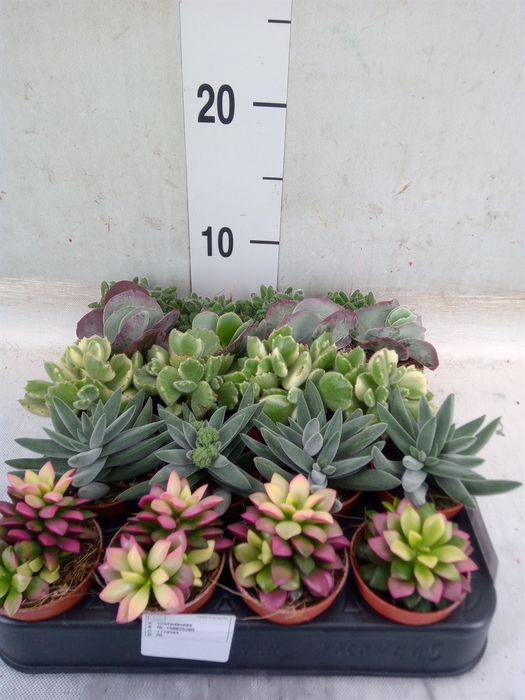 <h4>Succulents   ...</h4>