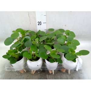 Arr.   Kamerplant Groen L%