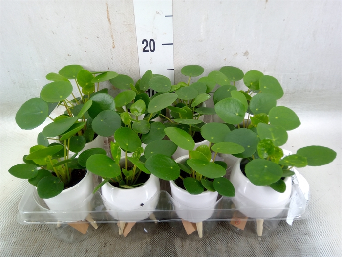 <h4>Arr.   Kamerplant Groen L%</h4>
