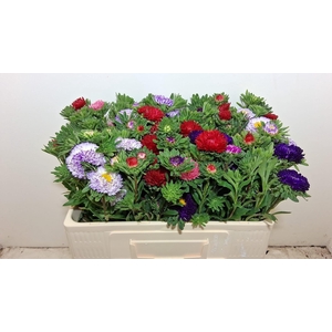 Callis Gem Per Bos