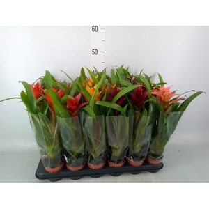 Guzmania   ...mix