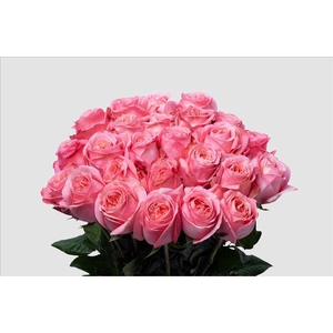 Rosa ec pink xpression