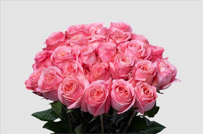 <h4>Rosa ec pink xpression</h4>
