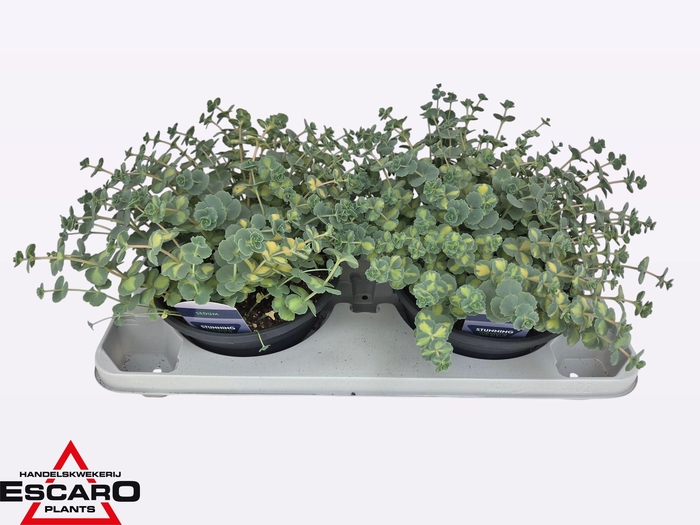 <h4>SEDUM SI MEDIOVARIEG</h4>