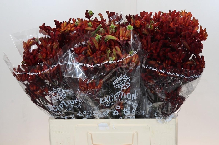 Anigozanthos Early Spring