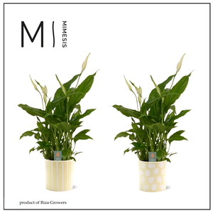Spathiphyllum Chopin Easter - 9cm in Sevilla Easter | Mimesis