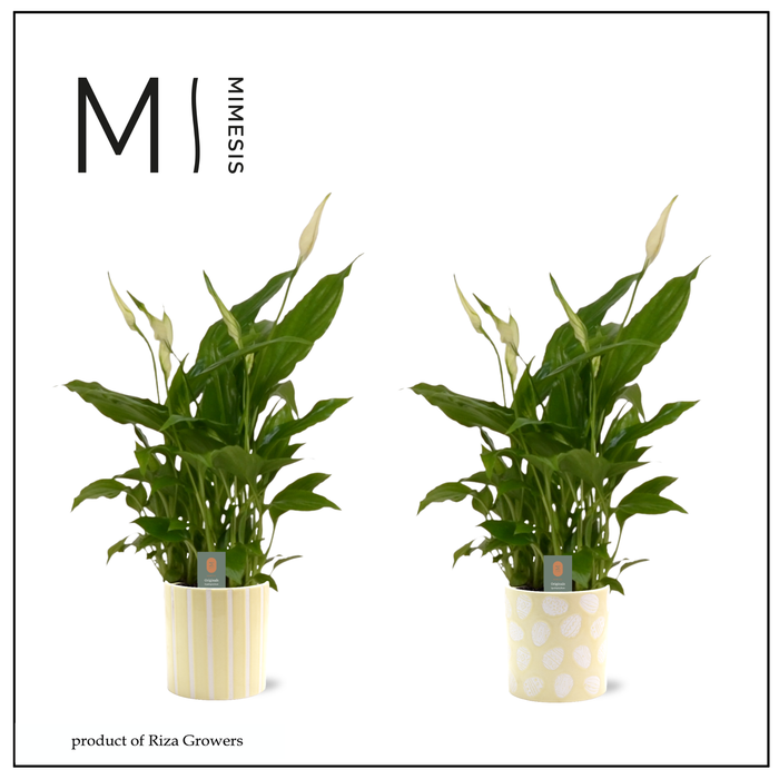 <h4>Spathiphyllum Chopin Easter - 9cm in Sevilla Easter | Mimesis</h4>