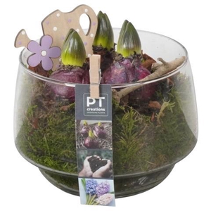 PTHC9199 Arrangement Hyacints in glasschaal