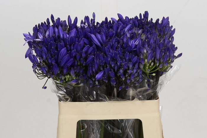 <h4>Agapanthus EYFORI Blue</h4>