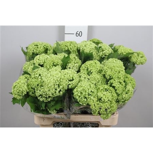 Viburnum opulus 'Roseum'