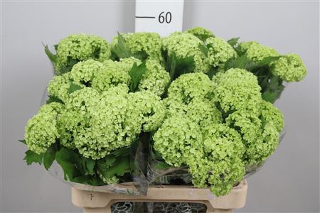 <h4>Viburnum opulus 'Roseum'</h4>
