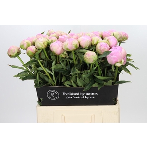 Paeonia Dinner Plate