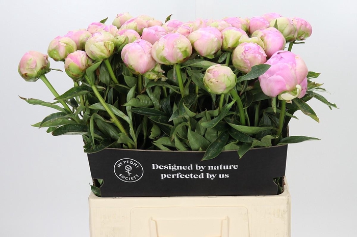 Paeonia Dinner Plate