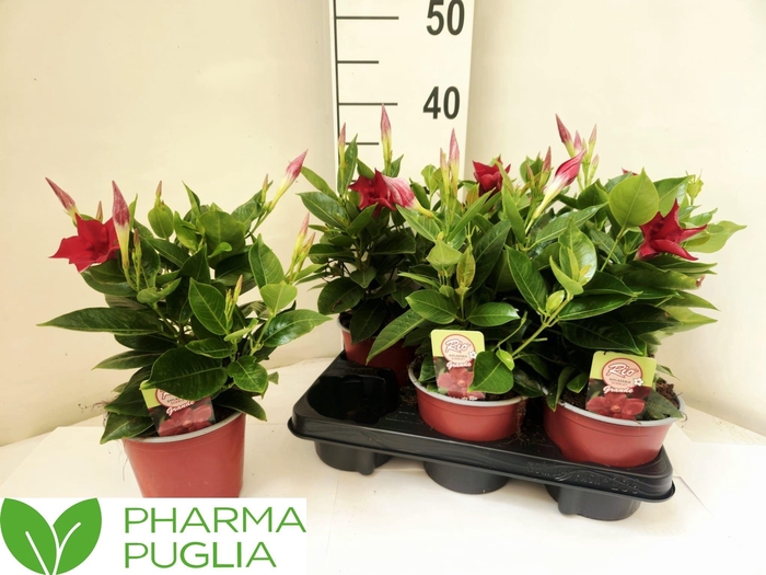 <h4>MANDE RIO GRANDE RED</h4>