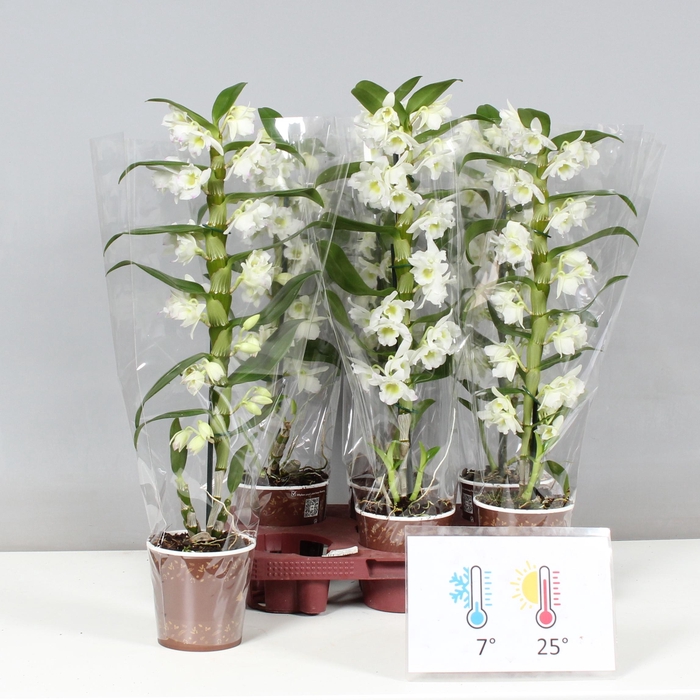 <h4>DENDR N SC APOLLON</h4>