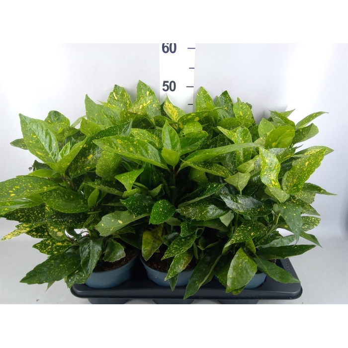 <h4>Aucuba japonica 'Variegata'</h4>