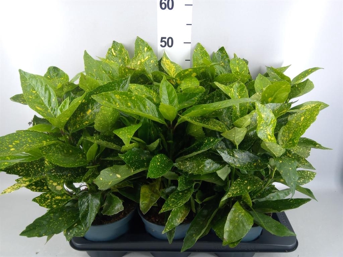 Aucuba japonica 'Variegata'