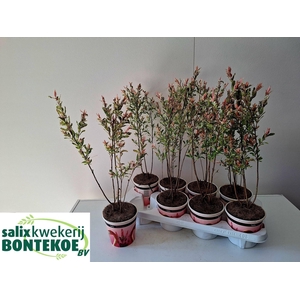 SALIX IN FLAMINGO