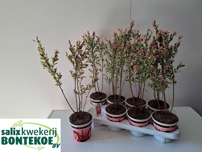 <h4>SALIX IN FLAMINGO</h4>