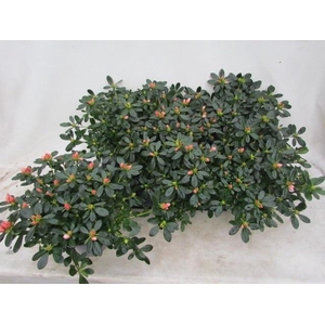 RHODO SI TOSH LONDON