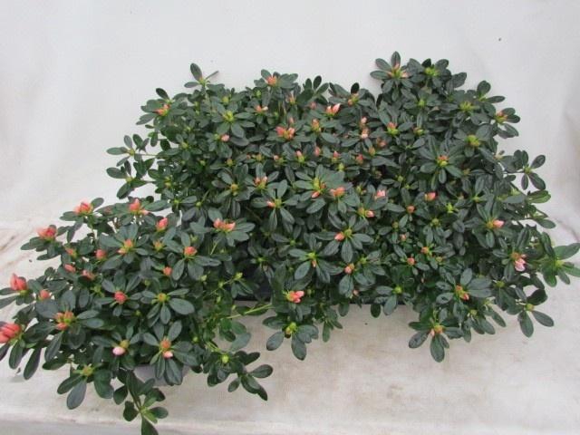 <h4>RHODO SI TOSH LONDON</h4>