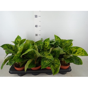 Homalomena wal. 'Camouflage'