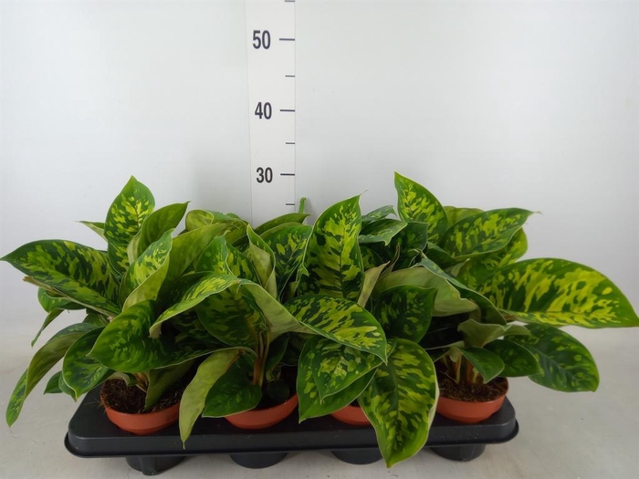 <h4>Homalomena wal. 'Camouflage'</h4>