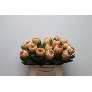PROTEA  'GRANDICOLOR'
