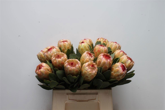 <h4>PROTEA  'GRANDICOLOR'</h4>