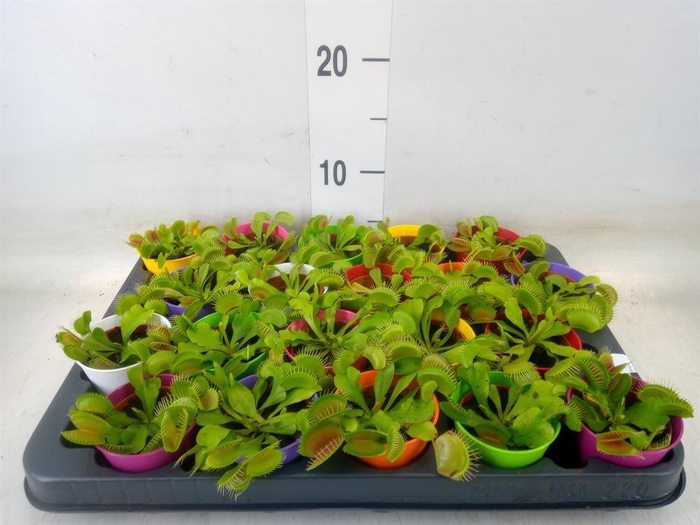 <h4>Dionaea muscipula</h4>