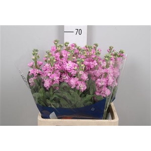 Matth Iron Pink